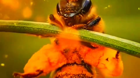 Bees macro lens