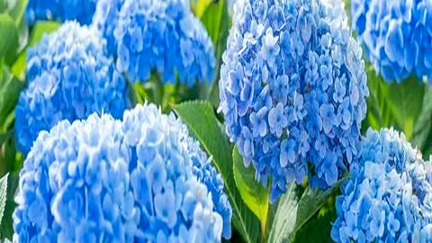 Massive Pastel Blue Hydrangea That Blooms Fl