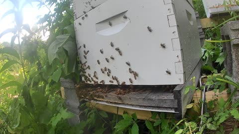 Bees After Hive Maintenance