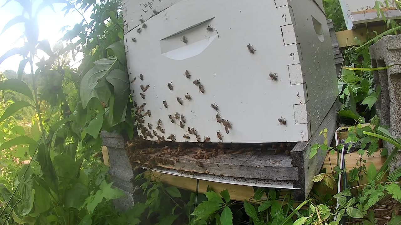 Bees After Hive Maintenance