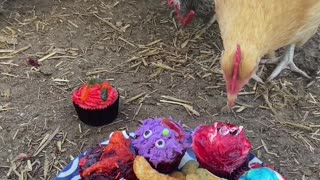 Cupcake party for chickens