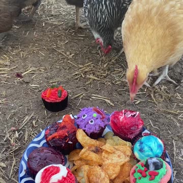 Cupcake party for chickens