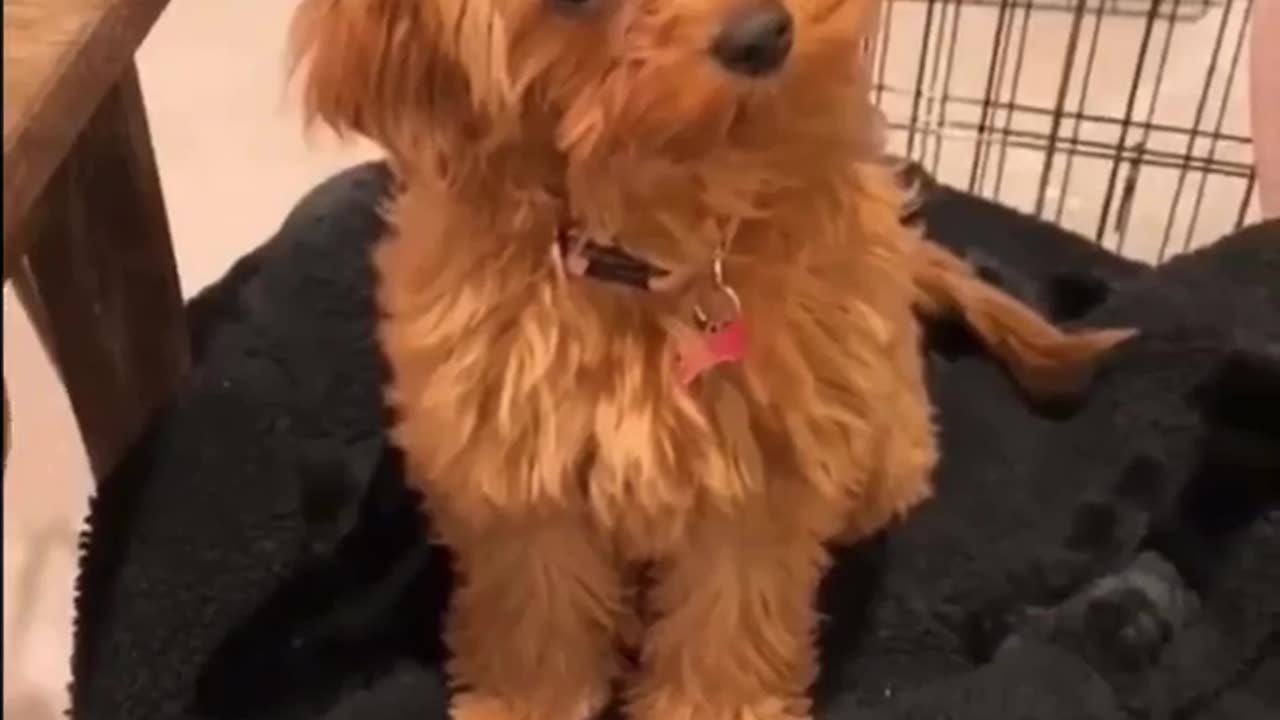 amazing dogs