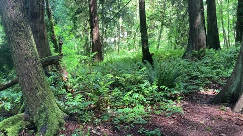 park patrol 2908329084230982