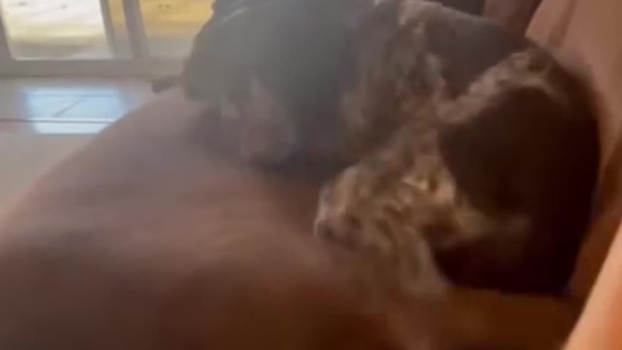A doggos funny Moment turned into a funny funny meme online😂🤣😂