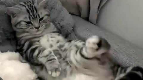 Funny Cat Videos