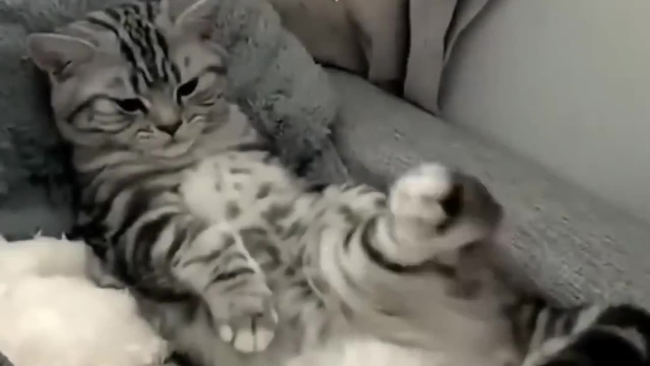 Funny Cat Videos