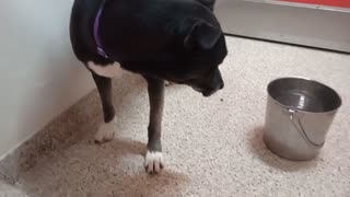 Walter-black untrustin of me 2y A826749 Rory-tan&white 3y A873645 kennel 200 PACC shelter20251112243