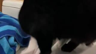 Dog's Comedy Videos 🤣 so cute videos and puppies comedy scenes 😂 so cute 🥰🥰