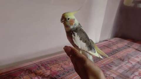 Cockatiel singing 🎵🎶🎊🎉