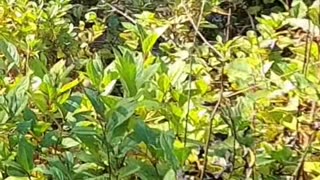 Bear Encounter in the Bush_ Ready to Defend Myself!#livingoffgrid #bearencounter