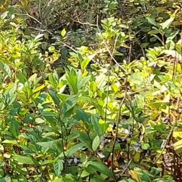 Bear Encounter in the Bush_ Ready to Defend Myself!#livingoffgrid #bearencounter