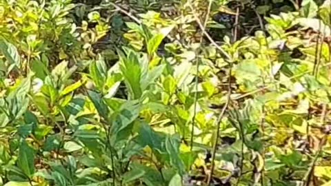 Bear Encounter in the Bush_ Ready to Defend Myself!#livingoffgrid #bearencounter