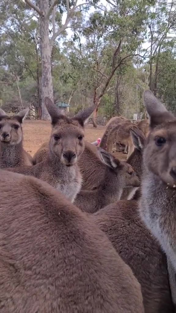 Kangaroo diaries only in Australia 🇦🇺