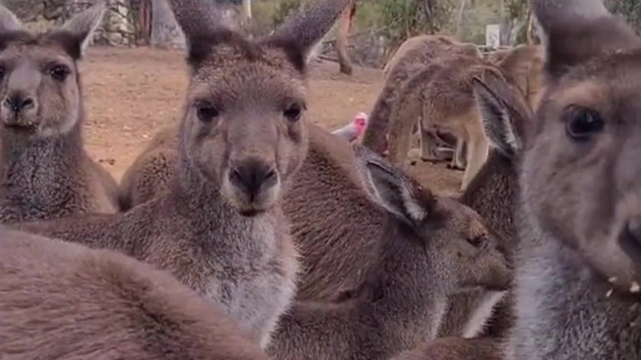 Kangaroo diaries only in Australia 🇦🇺