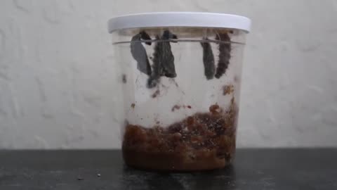 Time lapse - My painted lady butterfly caterpillars into chrysalis