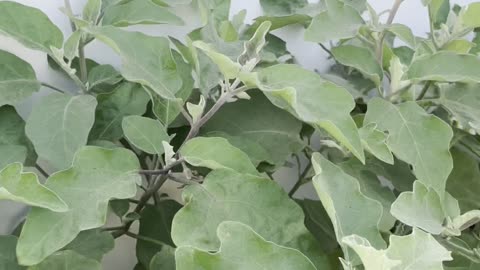 Eggplants Are Setting Fruits 🍆