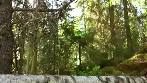 Wilderness log cabin life traditional firewood dome build