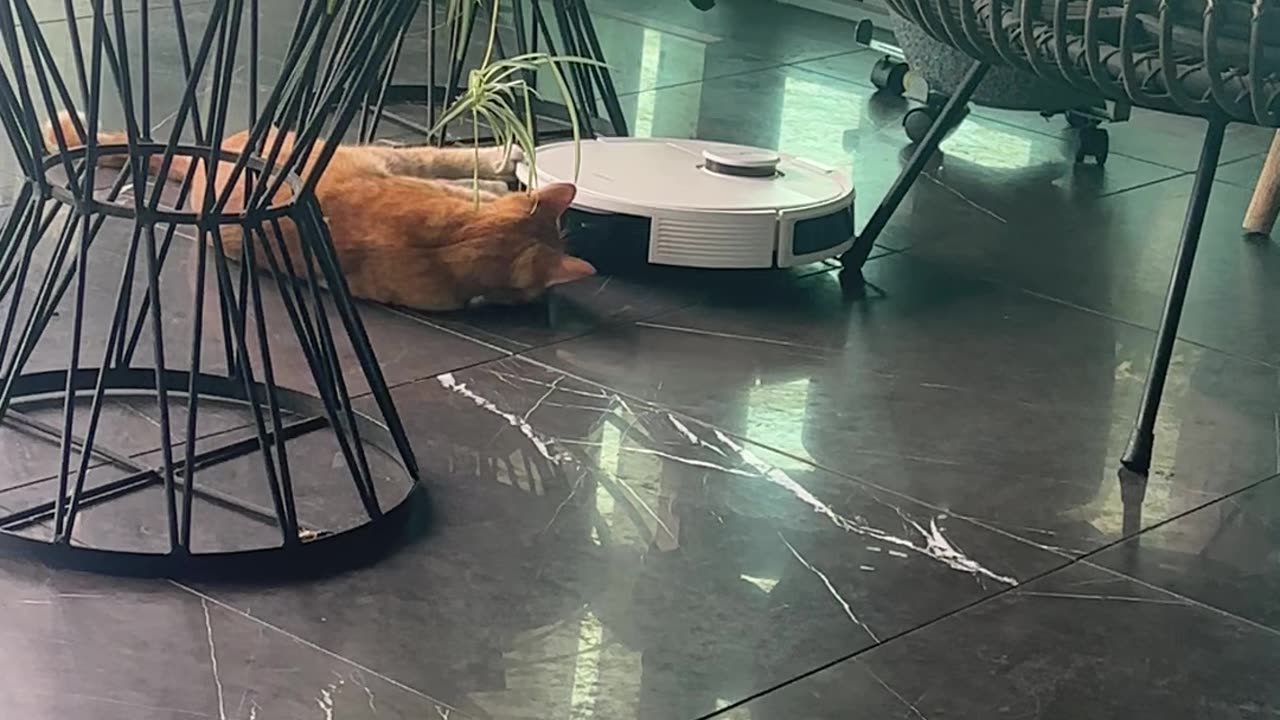 Orange Cat Helps Vacuum Clean