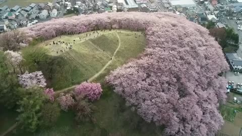 Tranquil Blossom Harmony: A Peaceful Playlist for Mind and Soul