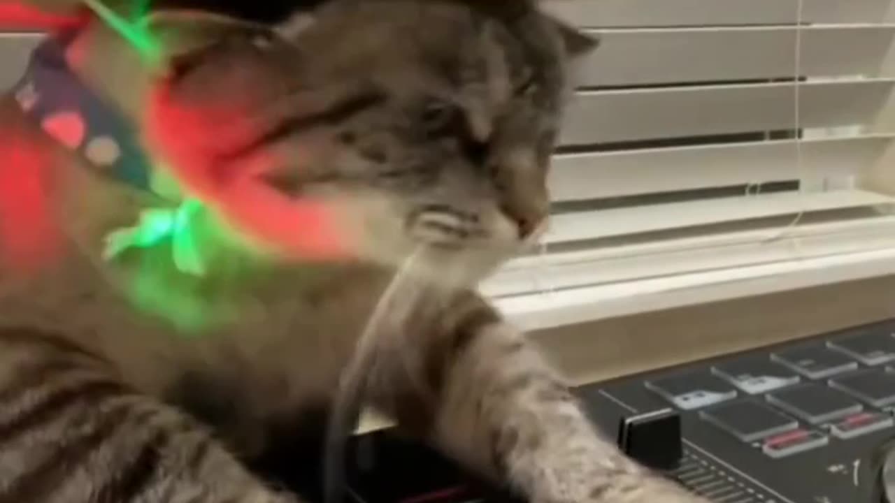 New DJ cat🥹😂