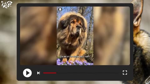 Top 10 BANNED Dog Breeds