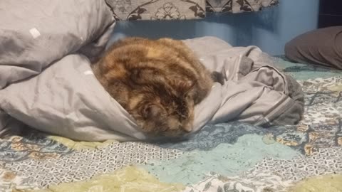 When Your Cat Takes a Power Nap (Relatable AF)