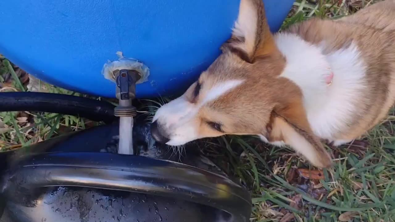 Tildy attacks the water can