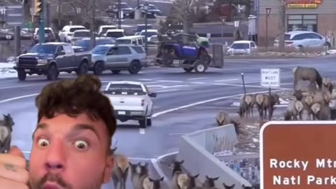 when animals are in the move like this, you better start listening!