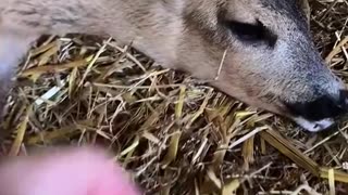 Rescue a deer