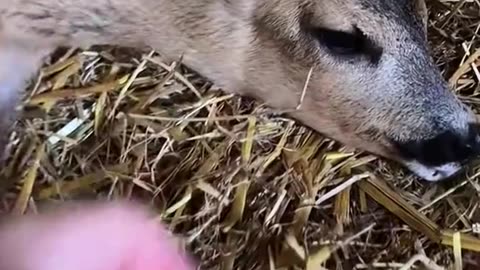 Rescue a deer