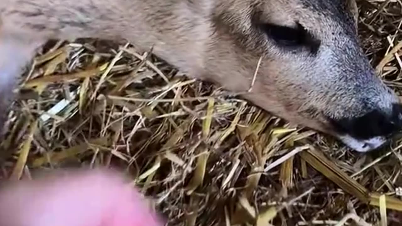 Rescue a deer