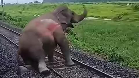Breaking: elephant accident #aesthetic #wildlife #elephante #wildpredator #anim