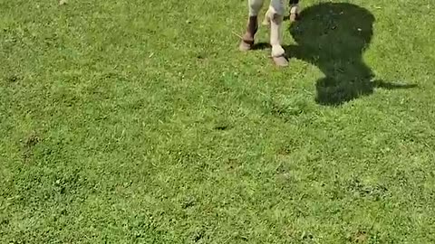 Fun and Hilarious Moments with Animals