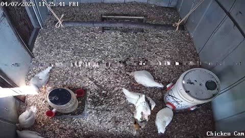 Millar Time Chicken Cam