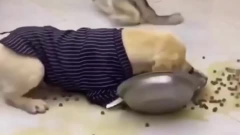 Labrador Goes FULL BEAST MODE! You Won’t Believe This! 🐕💥😱