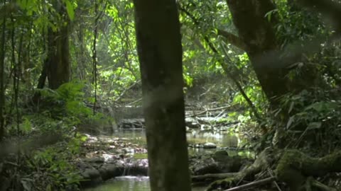 Calming Piano Melodies with Nature Sounds – Soothing Music for Soul Relaxation & Inner Harmony