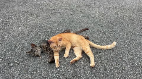 Funny Cats Videos Try Not To Laugh #3