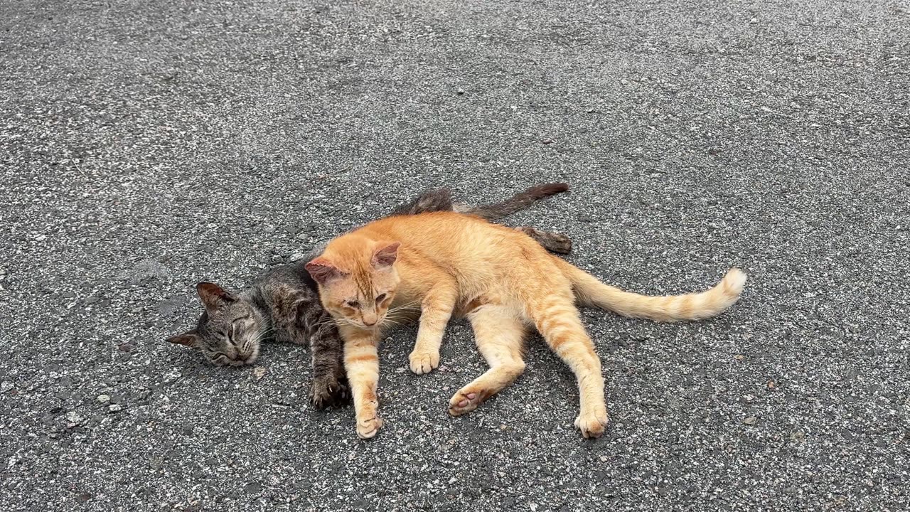 Funny Cats Videos Try Not To Laugh #3