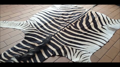 Zebra Burchell rug hide