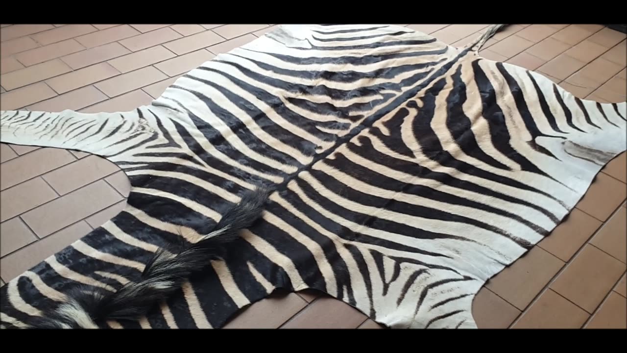 Zebra Burchell rug hide