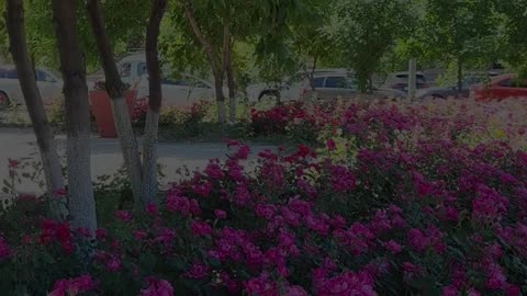 Heavenly Beauty & Eternal Peace | Surah Waqi’ah 22–31 | Reward of the Righteous