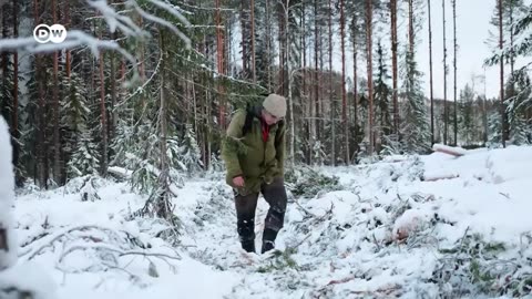 Is Sweden letting its ancient forests get pulped for paper? | Focus on Europe