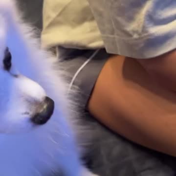 Gastoz - Andjela - Snupi - Lilica