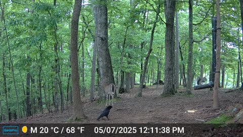 The Woods – 05/08/2025