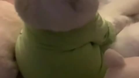 1 Minute of Pure Cat Love! 😻 #Shorts