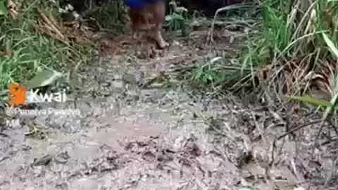 try not to laugh 02