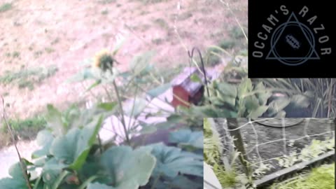 Butch the Sunflower