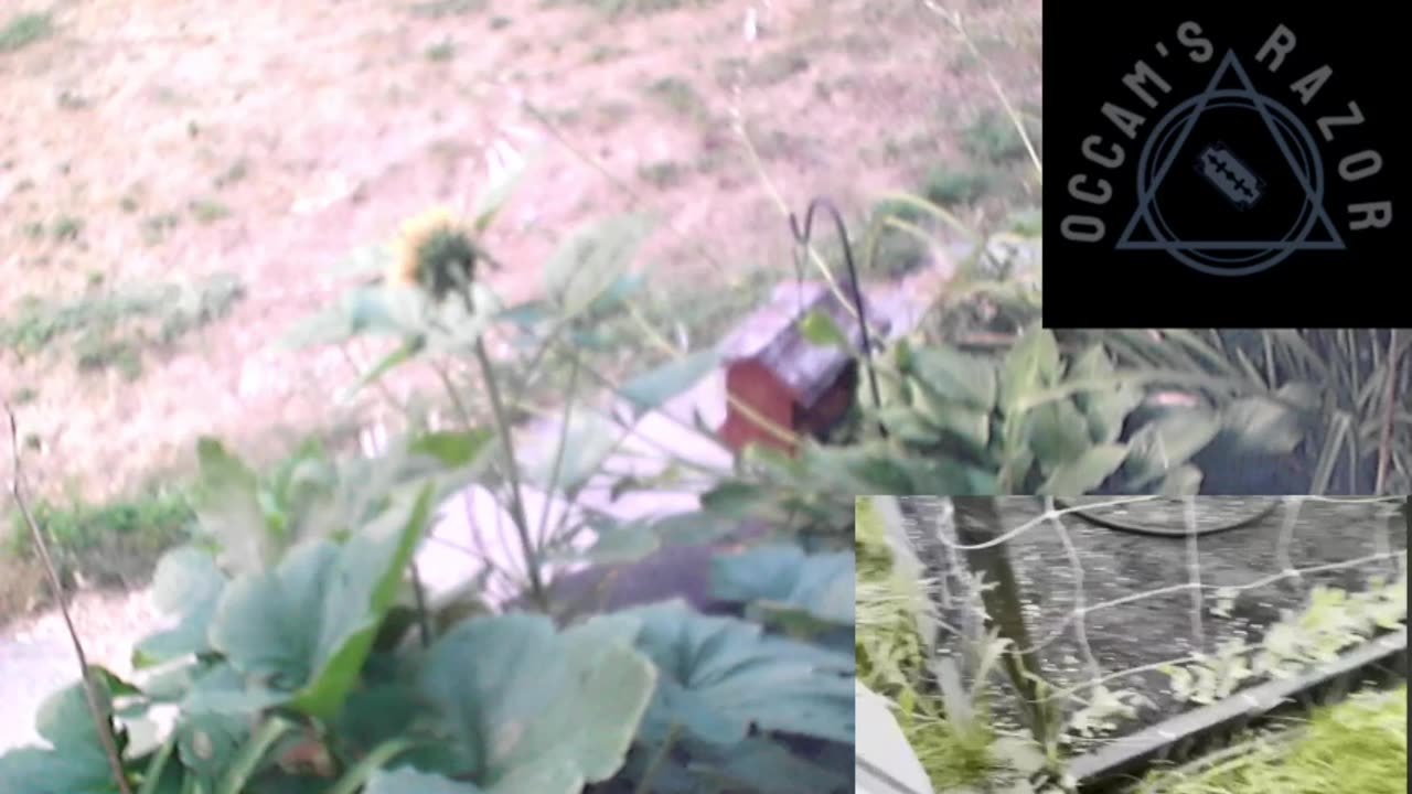 Butch the Sunflower