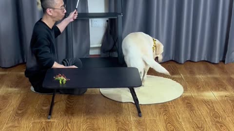看场侏罗纪电影，狗子居然认识恐龙啦Watching a Jurassic movie, the dog actually knew dinosaurs
